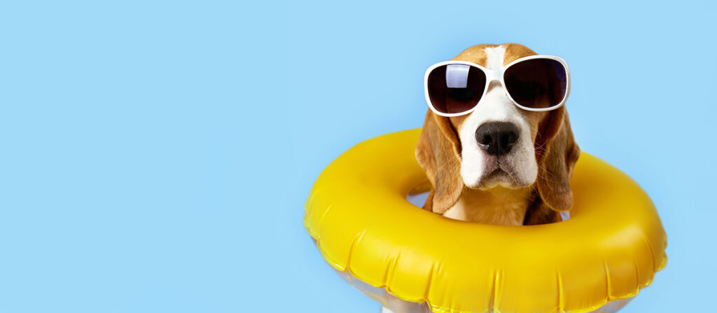 Funny photo of a beagle wearing sunglasses and a pool floatie on a blue background.
